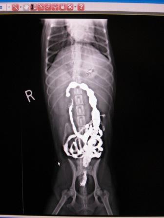 Digital X-Ray